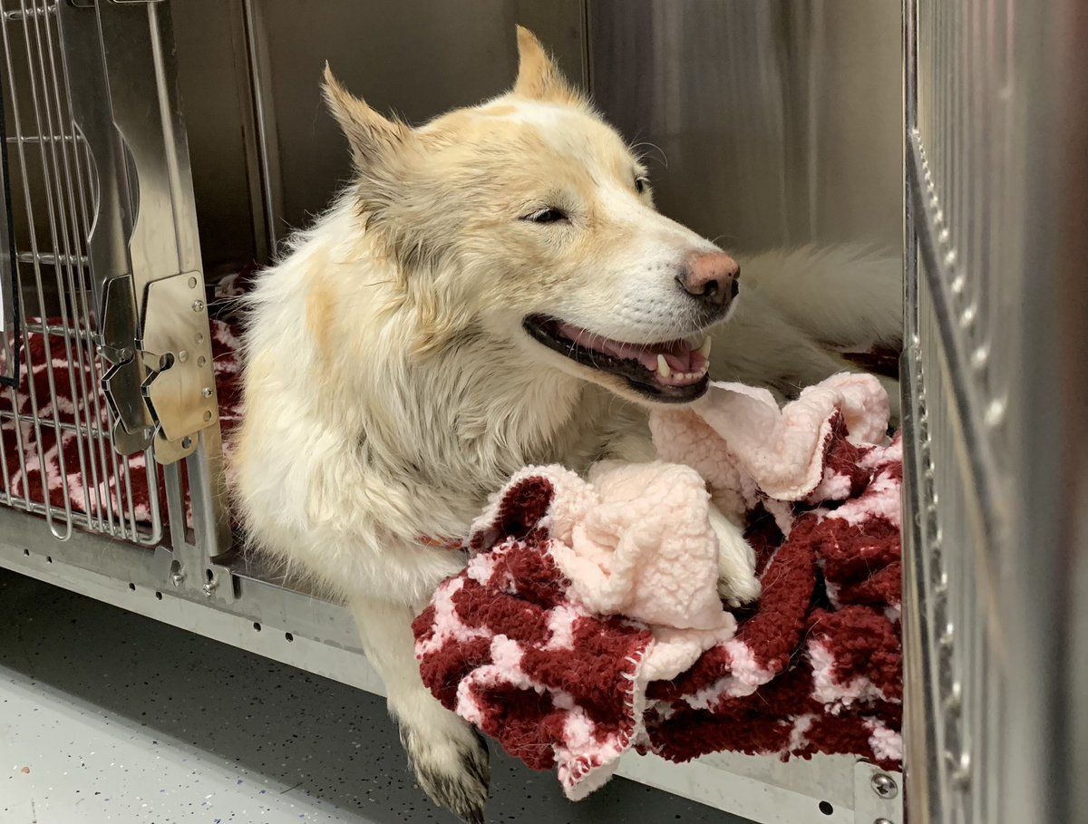 fred meyer dog crate