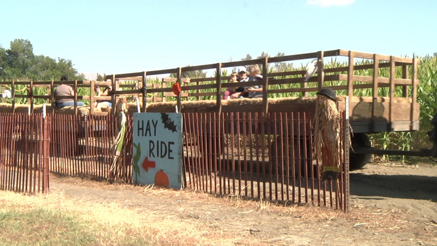 Halfprice admission for Union Gap Corn Maze and Pumpkin Patch opening