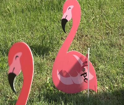 Local 4-H club does "flocking" fundraiser for Breast ...