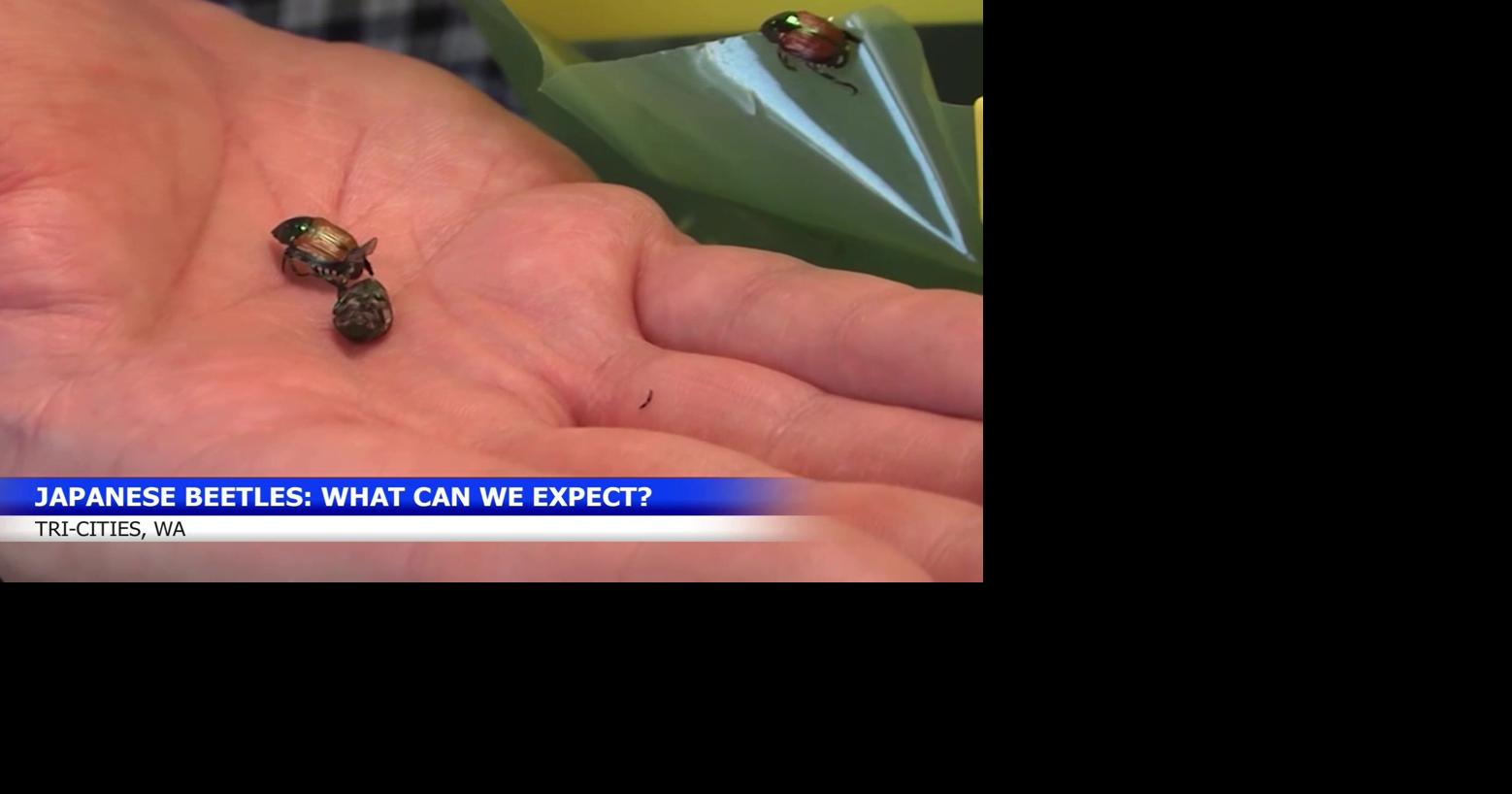 Japanese beetle treatment expands in Pasco with early preparation