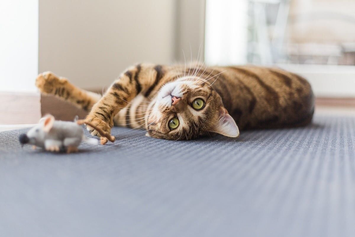 Why Some Cats Meow More: New Study Links Vocal Traits to Genes 2 A Gene May Influence How Much Cats Purr and Meow | Health | nbcrightnow.com