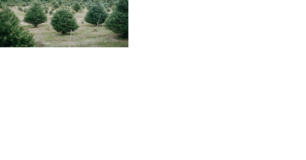 Planning to cut your own Christmas tree? permits available now - Vimarsana News