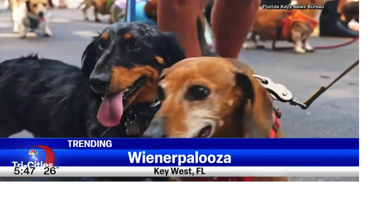 What's Trending Wiener Palooza Top Video