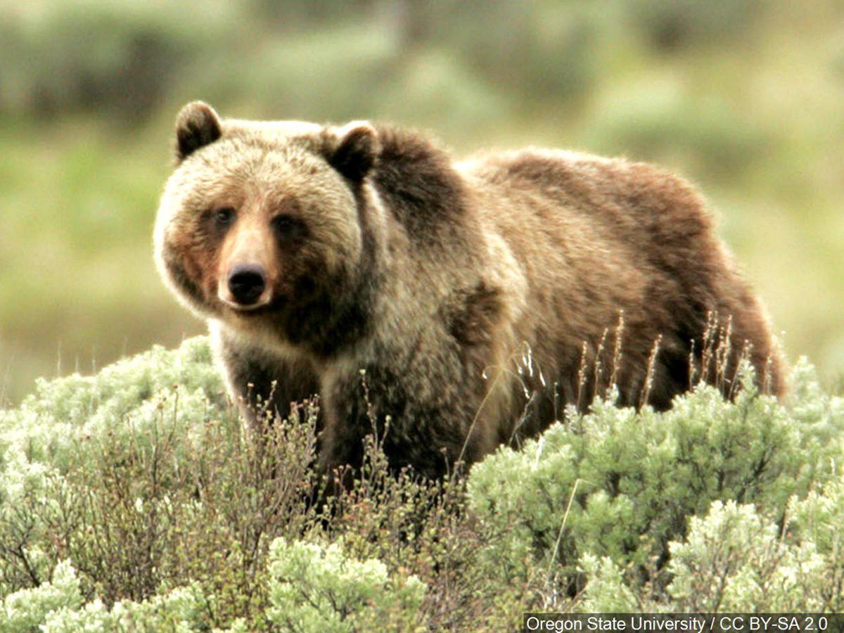 Watch a Grizzly Attack a Camera in the Backcountry