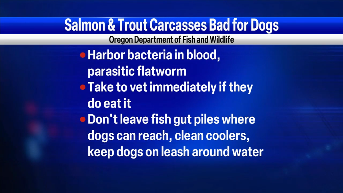 Salmon bad for dogs 2025