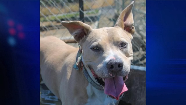 Pitbull pen deals