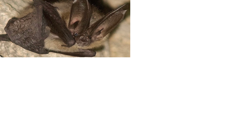 Washington, Oregon BLM compete in bat beauty contest - Vimarsana News