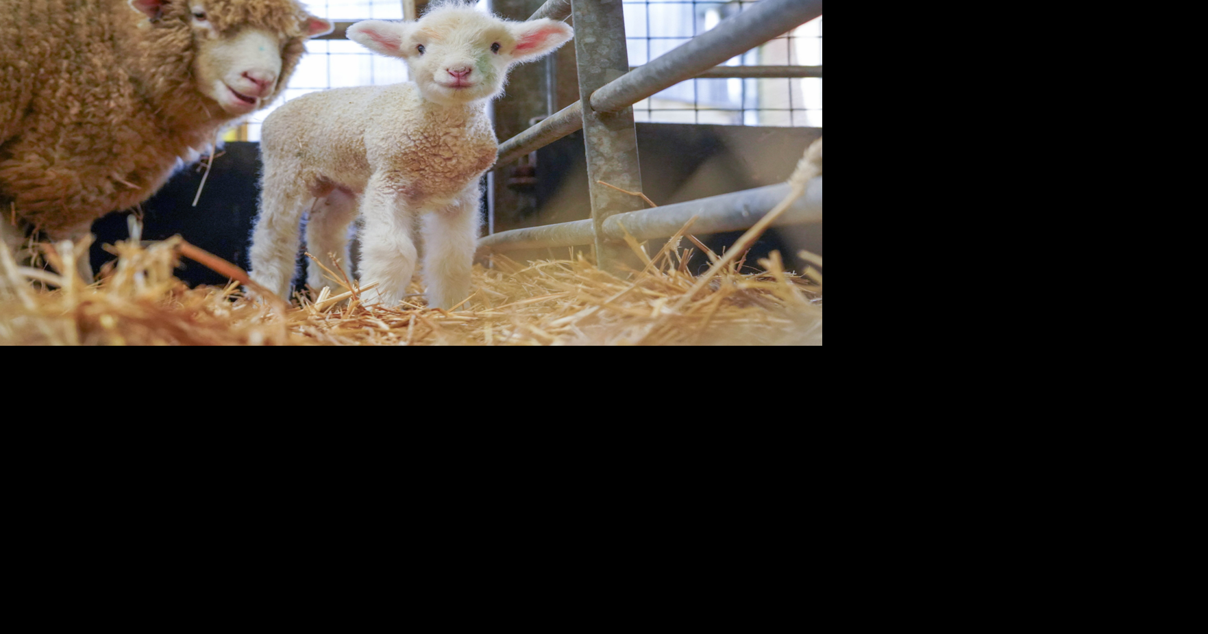 Farm celebrates newborn animals by naming them after cheese