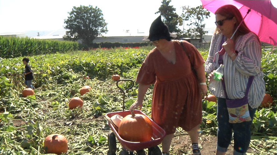Halfprice admission for Union Gap Corn Maze and Pumpkin Patch opening