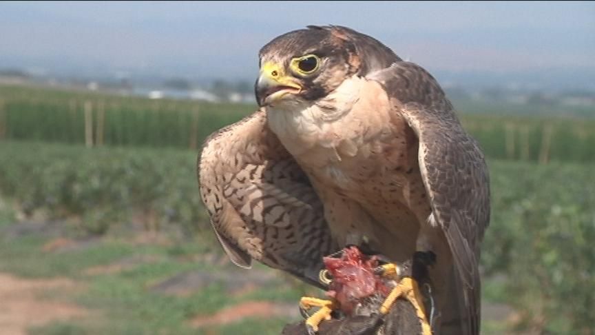 Birds of prey being used for pest control around valley