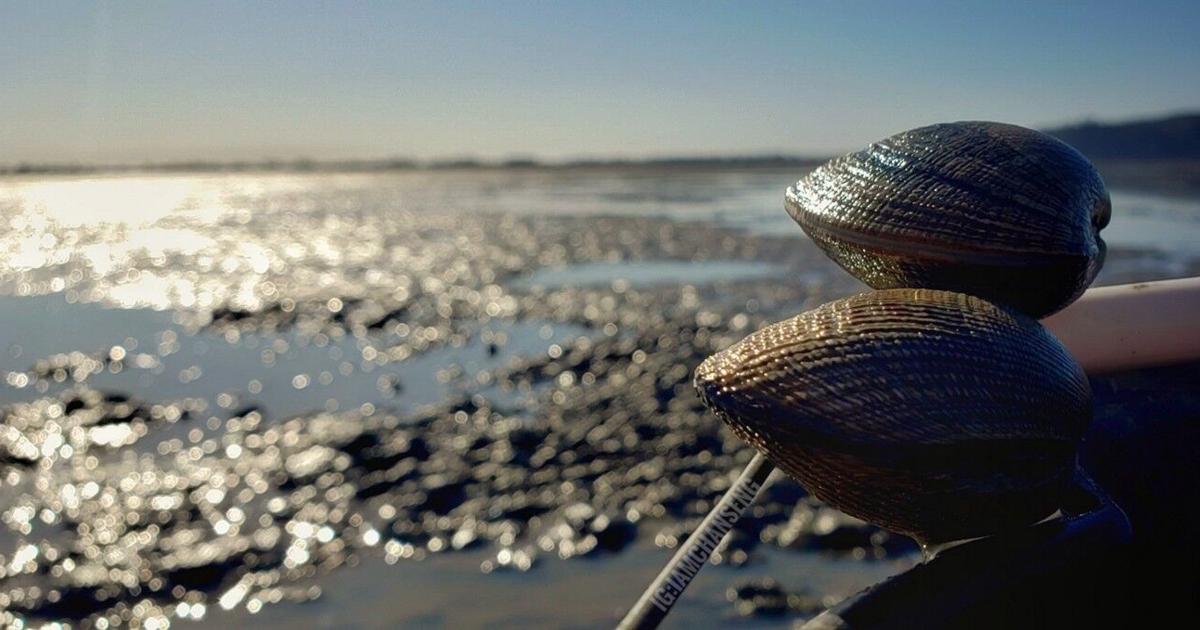 Shellfish High Risk Risk of shellfish poisoning higher in summer | News | nbcrightnow.com