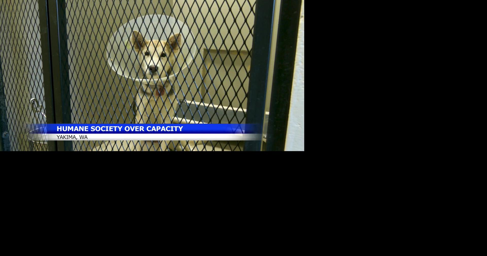 Yakima shelter over capacity, urges community help with pets in Yakima