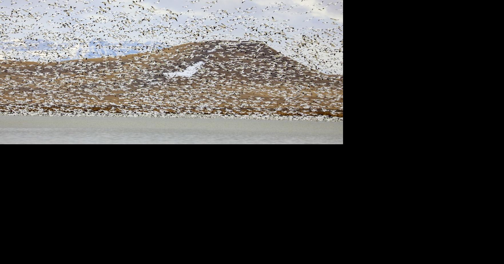 Beyond the Slopes, a World-Class Wildlife Event is Hiding in Montana this March