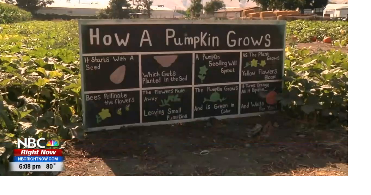 Halfprice admission for Union Gap Corn Maze and Pumpkin Patch opening