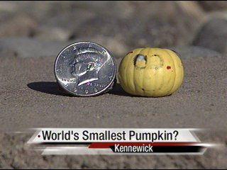 The World S Smallest Pumpkin In Tri Cities News Nbcrightnow