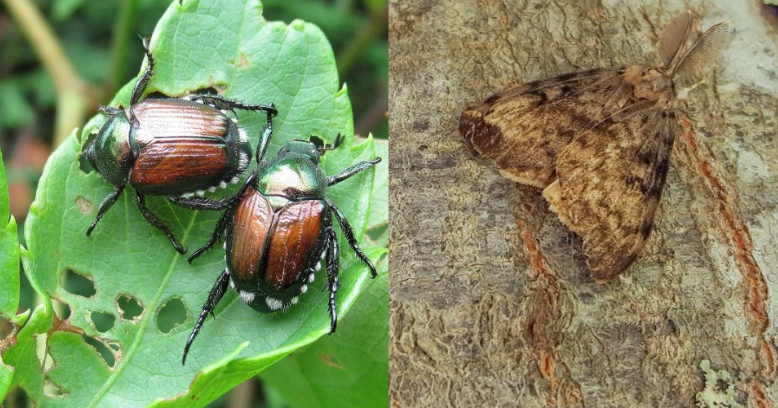 Washington state planning pest eradication in Benton, Franklin, Yakima counties