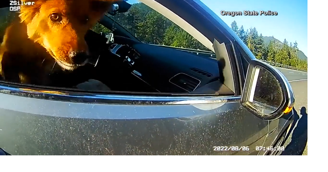 WATCH OSP Trooper catches dog jumping from car window News