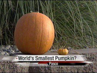 World S Smallest Pumpkin News Nbcrightnow