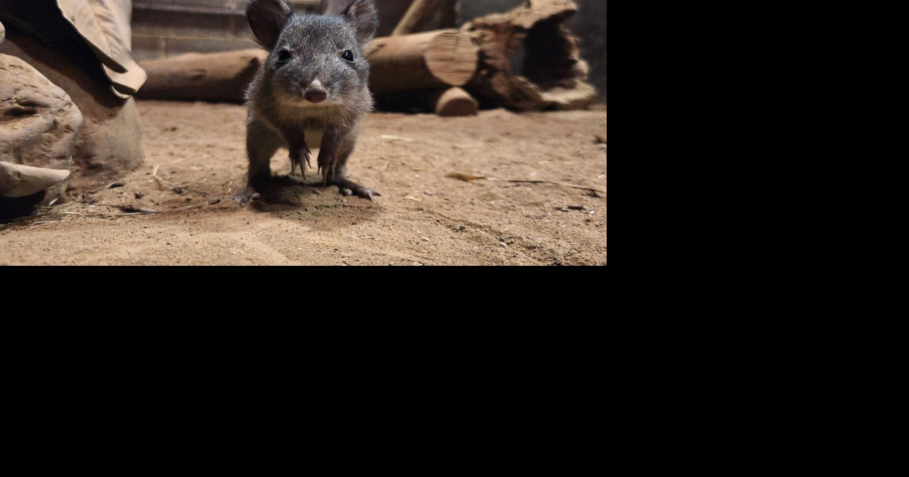 Rare new animal arrives at family-run farm