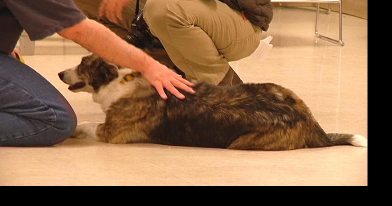 Inmates Training Foster Dogs at Umatilla Prison Archives