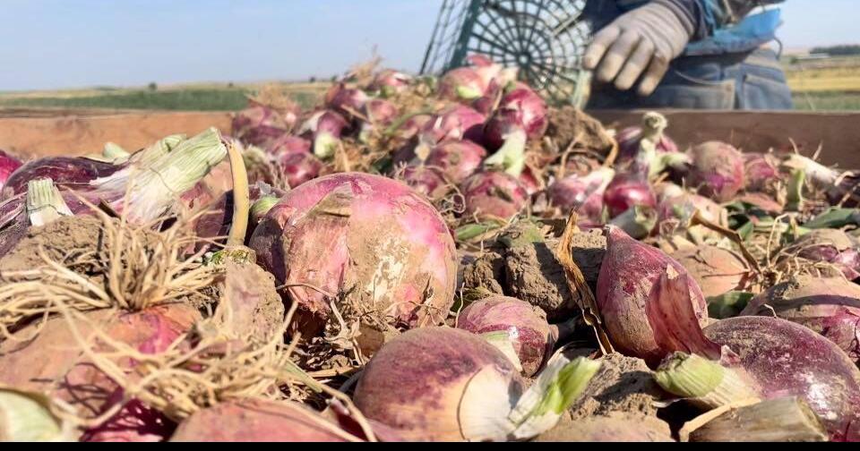 Walla Walla Sweet Onion harvesting is underway Top Story