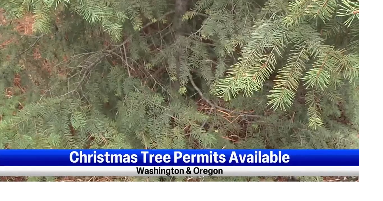 Christmas tree permits now available News