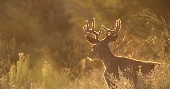 Washington hunting and fishing license fees could rise, seniors would benefit under new bill