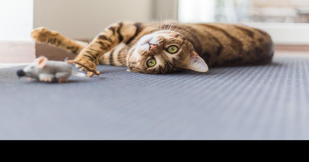 Washington Department of Agriculture warns of avian flu risk in cats | Regional