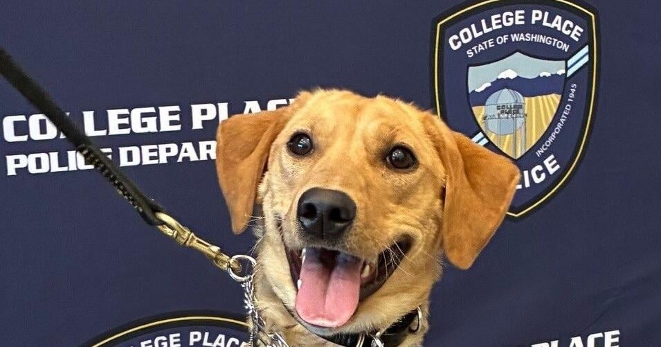 K9 Letty joins College Place Police Department