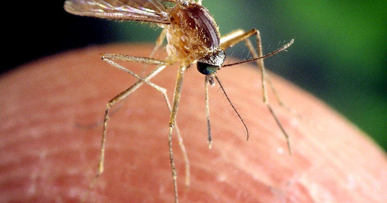 West Nile Virus detected in Benton County - Vimarsana News