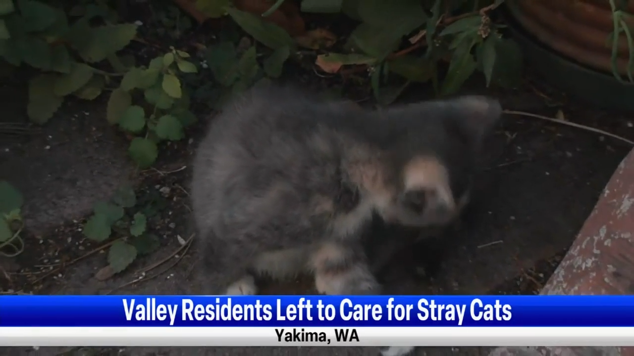 5 kittens dropped off at West Valley home leaves resident looking for help