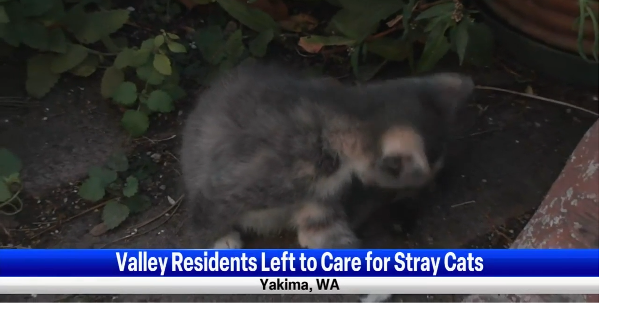 5 kittens dropped off at West Valley home leaves resident looking for