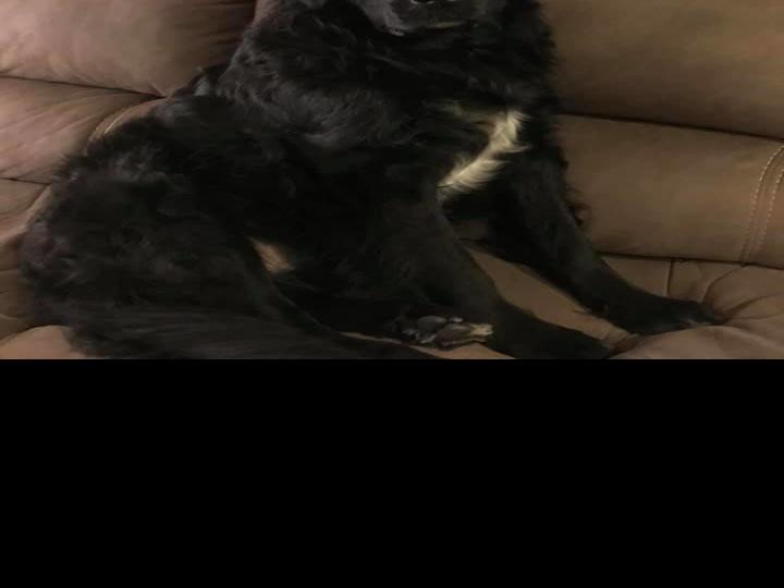 Brandon Hale Meet Zues A 5 Year Old Newfoundland Golden Retriever Mix Jpg Nbcrightnow Com
