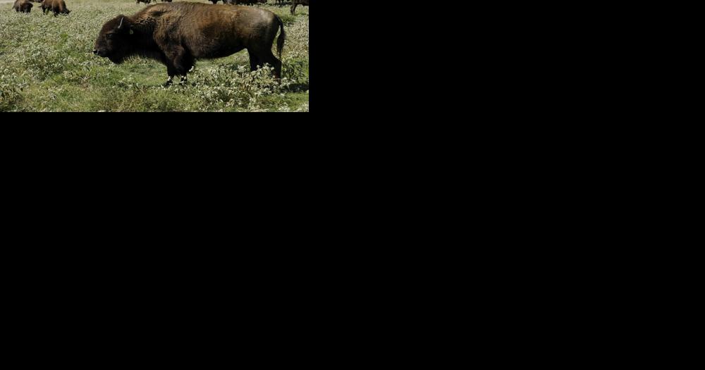 YVC screening "The American Buffalo" - Vimarsana News