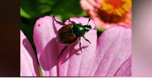 Japanese beetles have gotten out of control in Grandview, potential  quarantine, News