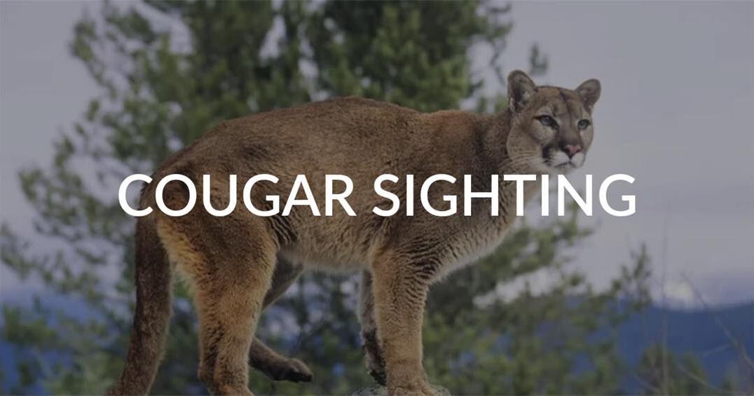 Cougar spotted in Selah, WDFW searching - Vimarsana News