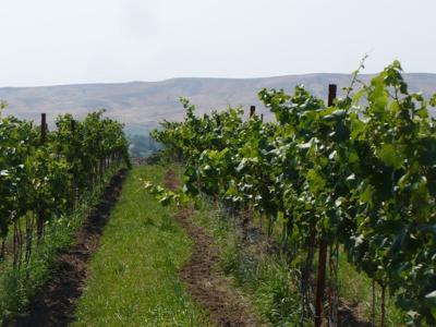 Study Showcases Yakima Valley Ava Impact On Washington S Wine Industry Archives Nbcrightnow Com