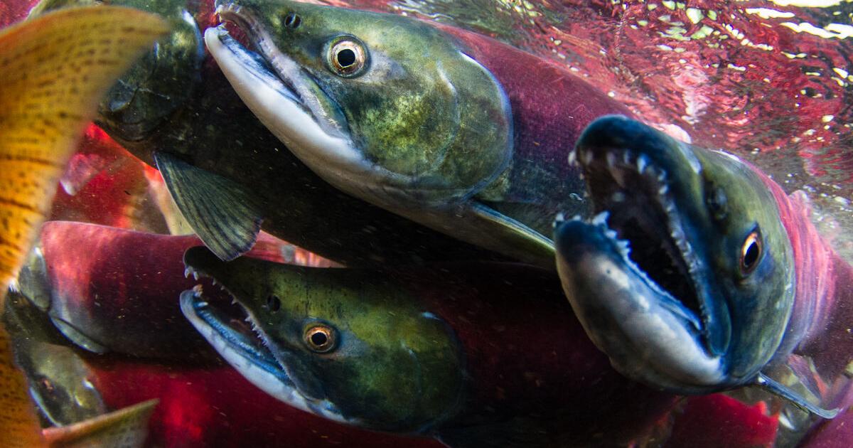 Oregon court overturns rule affecting migratory fish protections