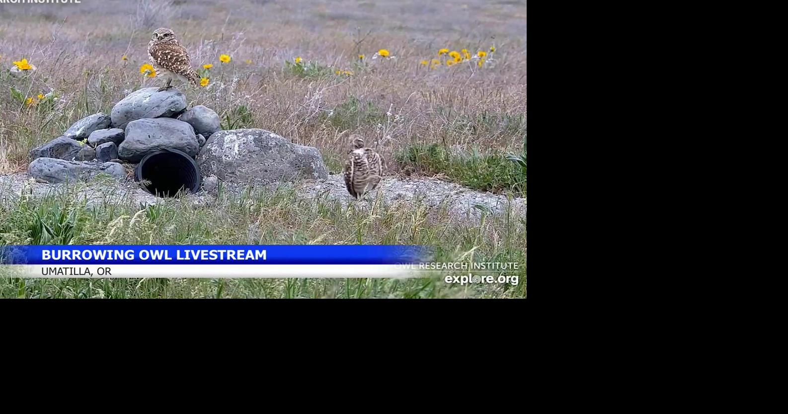 Eastern Oregon burrowing owl livestream gives rare nest view