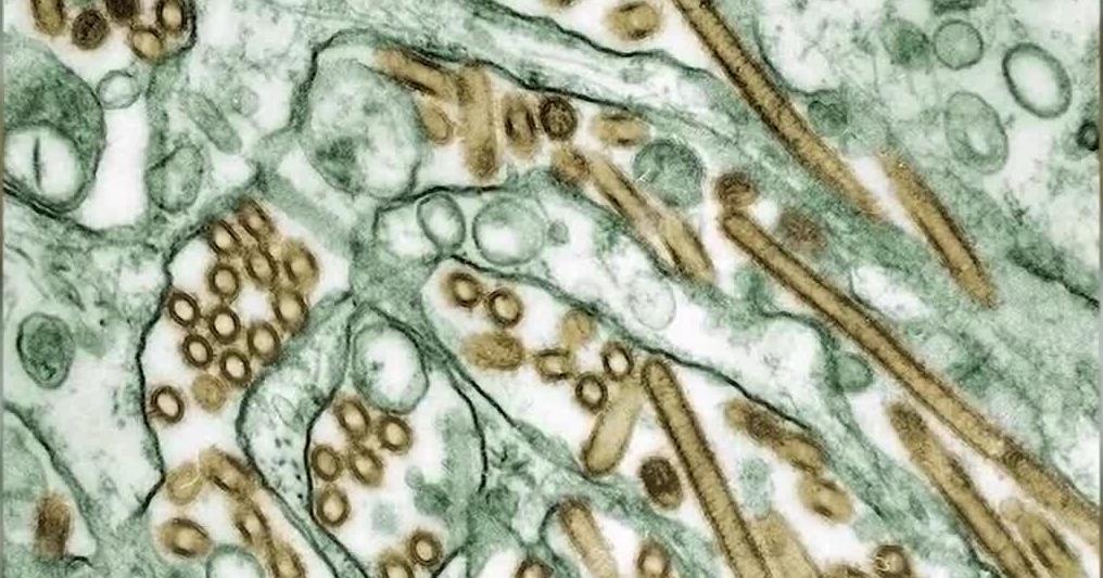 Health Districts monitoring Bird flu cases across Washington State