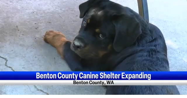 Benton County Canine Shelter Expand Staff and Hours in Response to Community