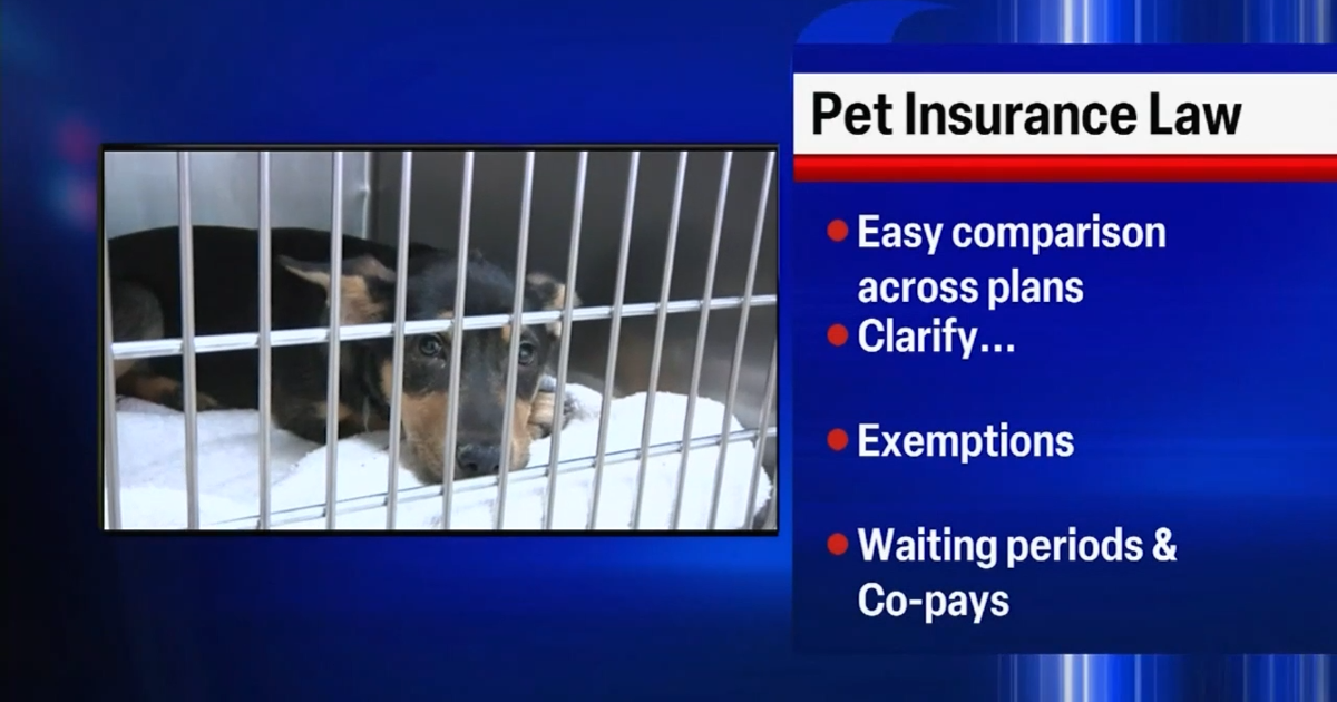 Pet insurance bill ensures you can afford to take care of your pet’s medical needs | News