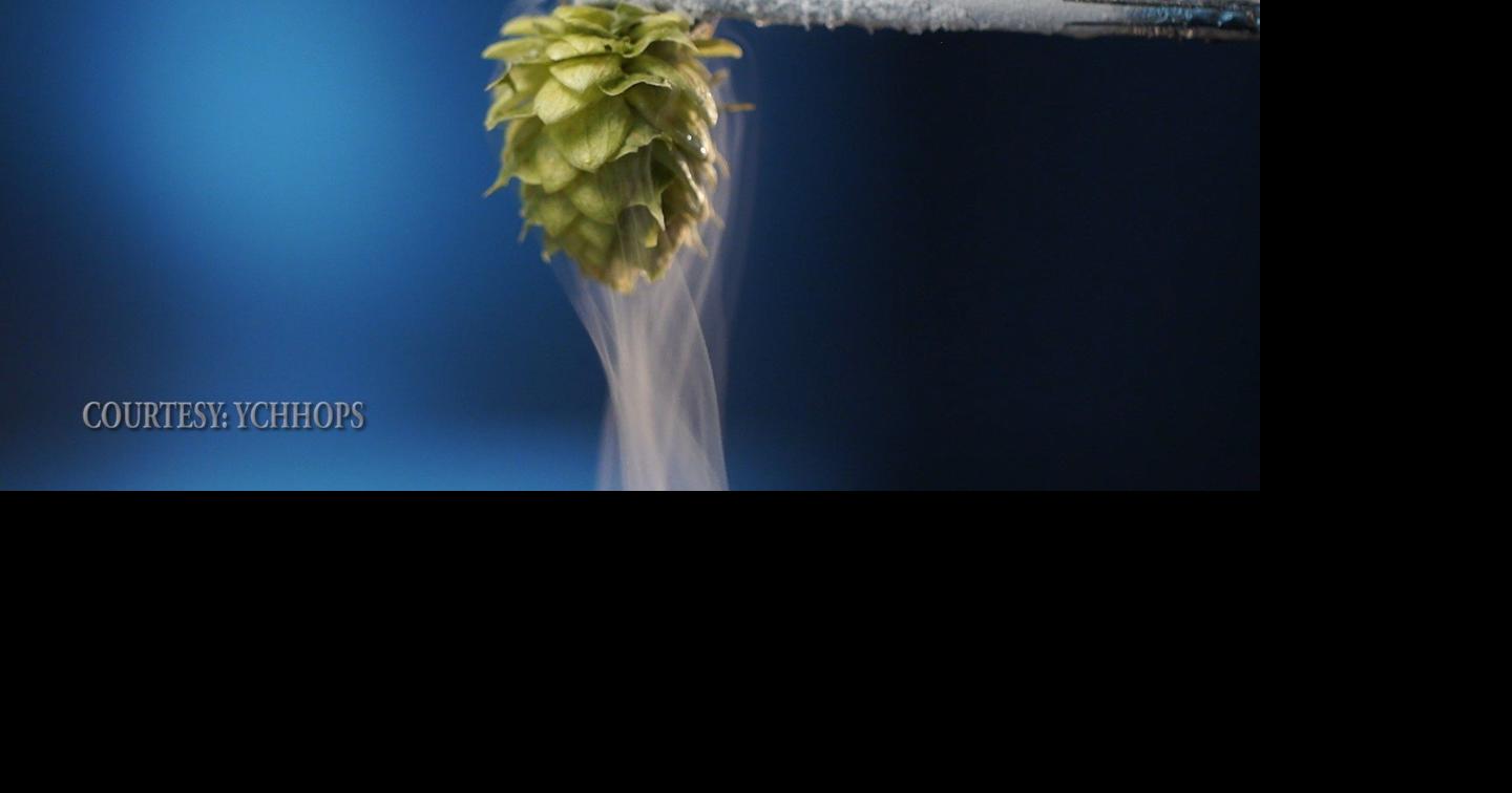 Cryo hops: a new beer-making process using liquid nitrogen | Archives ...