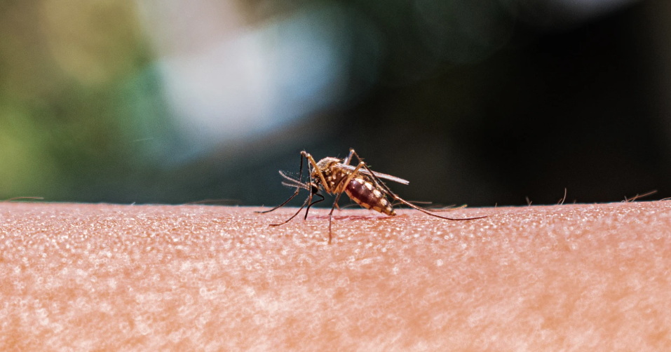 West Nile virus found in Yakima County mosquitoes this season