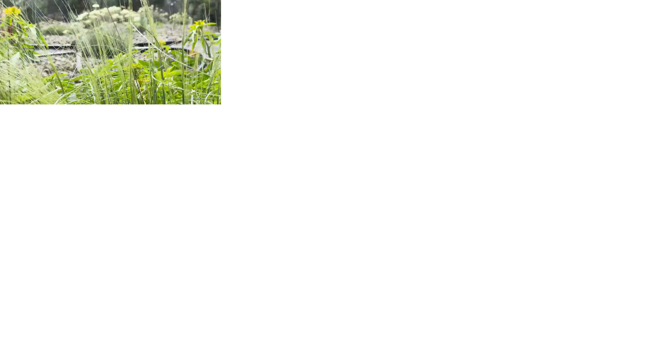 The role pollinators play in protecting native plants in the Columbia Basin - Vimarsana News