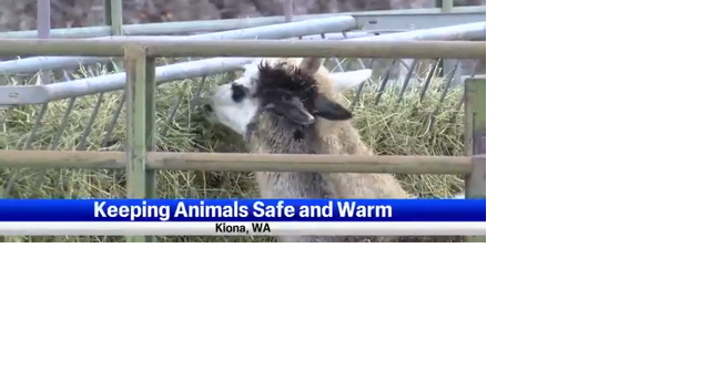 How to keep your animals alive in below freezing temperatures - Vimarsana News