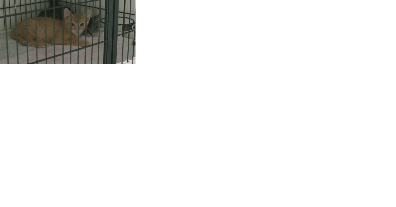 A Kennewick animal rescue is the cat's meow - Vimarsana News