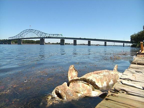 Fishery Managers Rescind Moratorium On Columbia River Sturgeon Fishing Archives Nbcrightnow Com