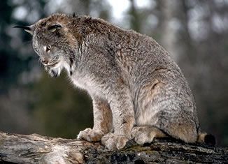 Canada lynx  Washington Department of Fish & Wildlife