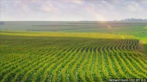 Layoffs Set to Affect 283 Farm Workers in Pasco and Granger